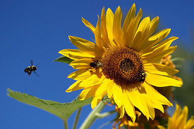 Sunflower image for Discussion Starters sectrion for novels by Noelle Sickels