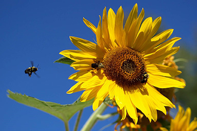 Flower image for Discussion Starters section for Walking West by Noelle Sickel