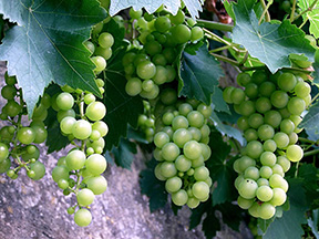 Image of grapes for Praise From Reviewers sectioin for Noelle Sickel's books